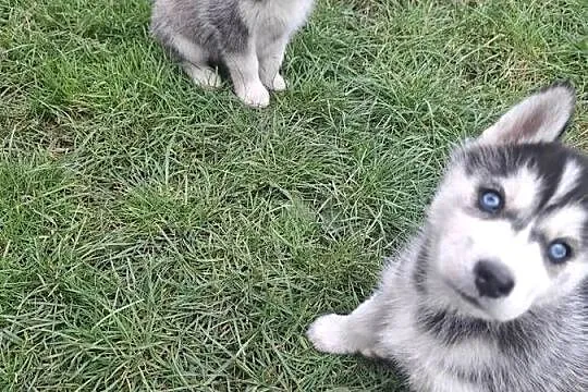 Szczenięta Husky, Świętokrzyskie, Jędrzejów