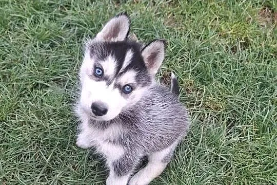 Szczenięta Husky, Świętokrzyskie, Jędrzejów