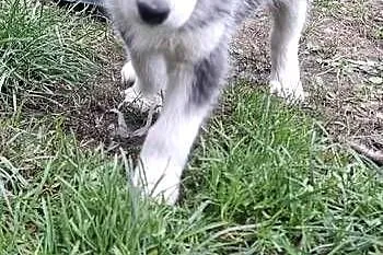 Szczenięta Husky, Świętokrzyskie, Jędrzejów