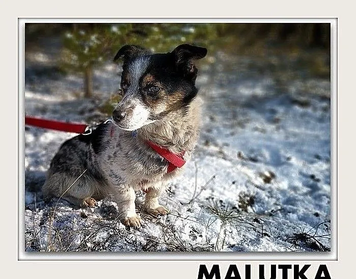MALUTKA,5kg,łagodna,tulaśna,sterylizowana suczka.ADOPCJA, Mazowieckie, Warszawa