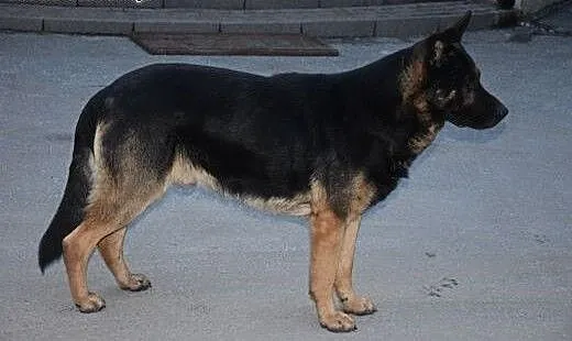 Milo- super psiak w typie owczarka, wielkopolskie