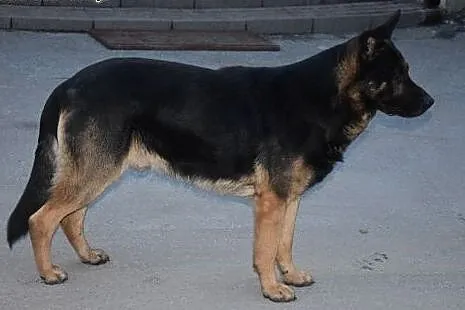 Milo- super psiak w typie owczarka,  wielkopolskie