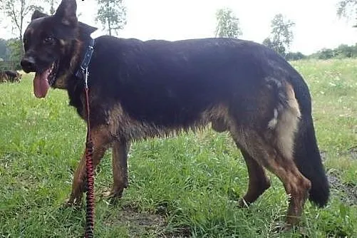 Milo- super psiak w typie owczarka,  wielkopolskie
