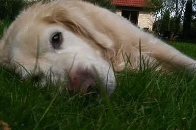 Golden Retriever DARGO - do adopcji, śląskie Częstochowa