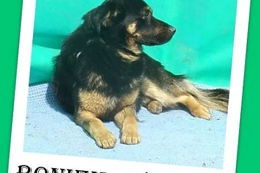 18 kg,średni,przyjazny,spokojny pies BONIEK,szczepienie,ks.zdr.ADOPCJA,  dolnośląskie Wrocław