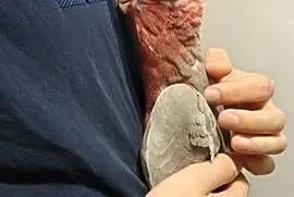 Kakadu różowe ręcznie karmione