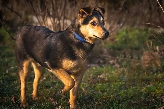 Piękna młodziutka sunia szuka PILNIE domku gdzie zazna szczęścia i miłości, , Malinówka