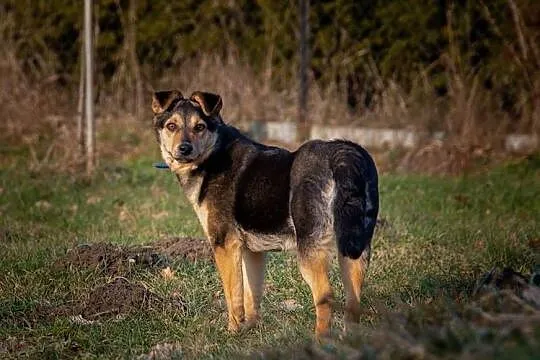 Piękna młodziutka sunia szuka PILNIE domku gdzie zazna szczęścia i miłości, , Malinówka