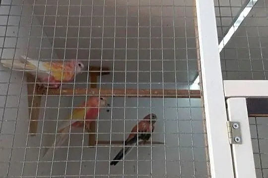 Lilianki 3 samice