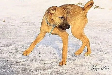 Szczeniak skrzywdzony przez człowieka, szuka odpow