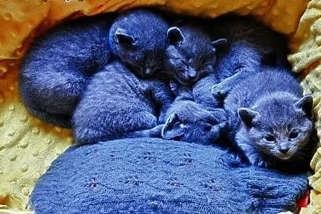 Piękne Kociaki Rosyjskie Niebieskie ALMINI*PL rodo