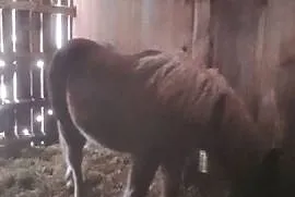 Sprzedam ogierka zimnokwistego