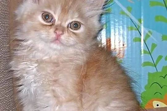 Kociaki perskie