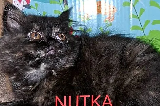 Kociaki perskie, Lubelskie, Chełm