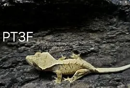 Gekon Orzesiony samica / Terrarium / Gekony