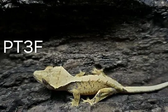 Gekon Orzesiony samica / Terrarium / Gekony