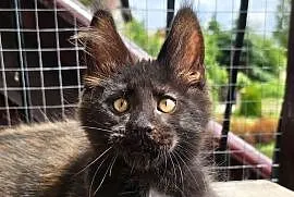 Towarzyski Maine Coon - FPL