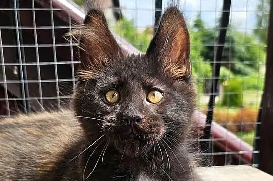 Towarzyski Maine Coon - FPL