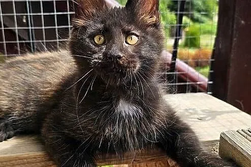 Towarzyski Maine Coon - FPL, Pomorskie, Gdańsk