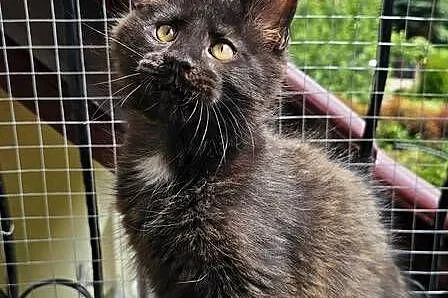Towarzyski Maine Coon - FPL, Pomorskie, Gdańsk