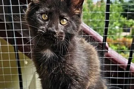 Towarzyski Maine Coon - FPL, Pomorskie, Gdańsk