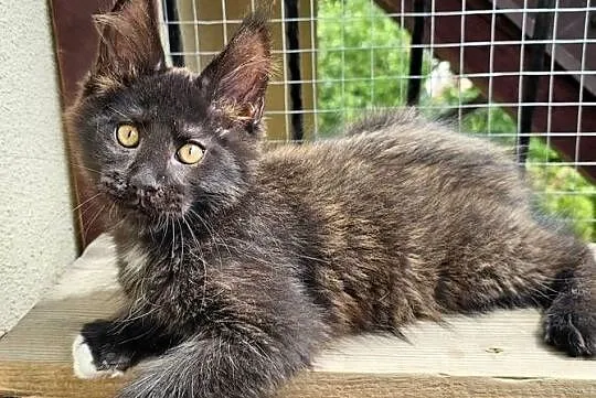 Towarzyski Maine Coon - FPL, Pomorskie, Gdańsk