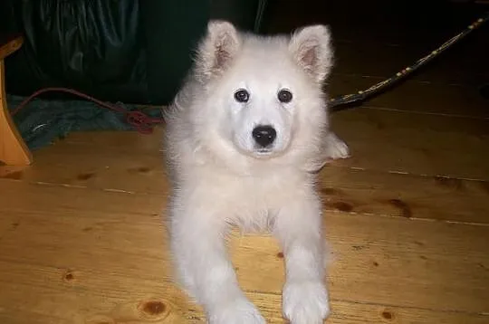 Samojed samoyed FCI