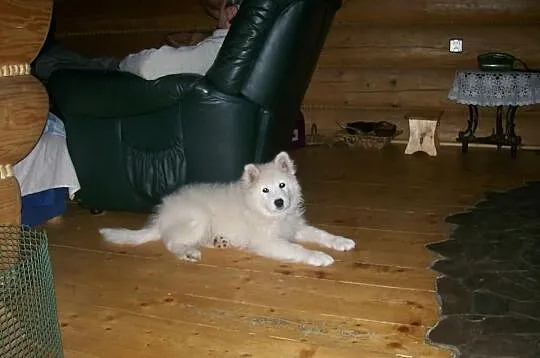 Samojed samoyed FCI