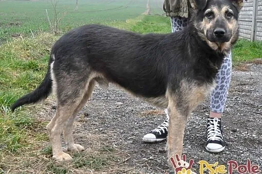SZMARAGD-spokojny, bardzo smutny, spokojny i przyjazny piesek. Szukamy domu, Małopolskie, Kraków