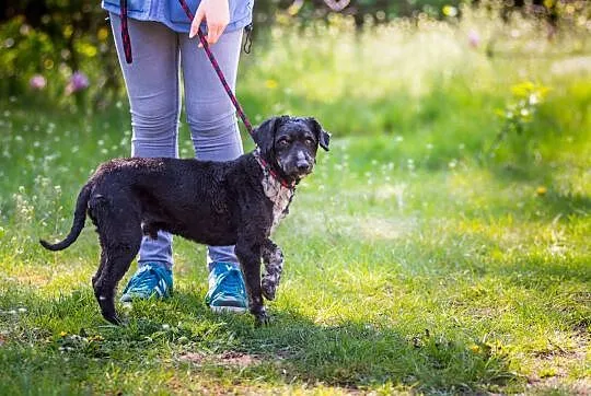 Uroczy Ron, bardzo przyjazny MIX PUDELEK tęskni za
