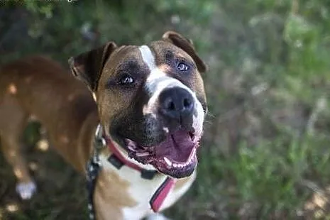 Amstaff Milo czy ma szanse na adopcje?,  Amstaff c