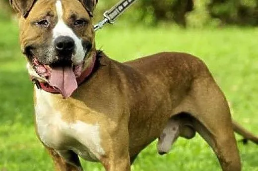 Amstaff Milo czy ma szanse na adopcje?,  Amstaff c