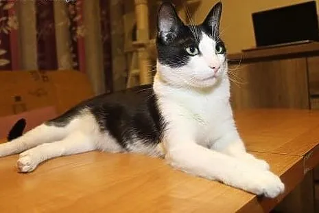Feliks aka Adel - piękny bardzo wierny kocurek,  m