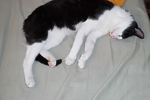 Feliks aka Adel - piękny bardzo wierny kocurek,  m