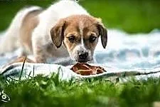 żywiołowy 8-tygodniowy malec do adopcji,  mazowiec