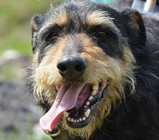 Baks. Nie sposób go nie pokochać!, mazowieckie Wa