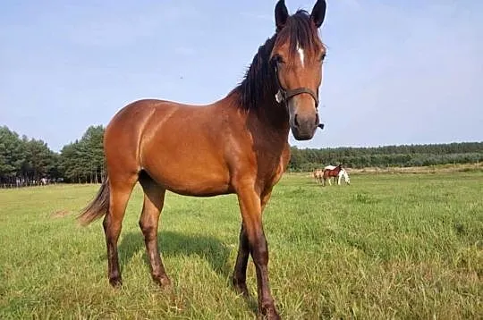 Kon klacz Jasmina Riwiera 160cm pochodzenie slaskie, Lubuskie, Strzelce Krajeńskie