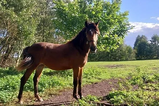 Kon klacz Jasmina Riwiera 160cm pochodzenie slaskie, Lubuskie, Strzelce Krajeńskie