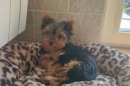 Yorkshire terrier piesek