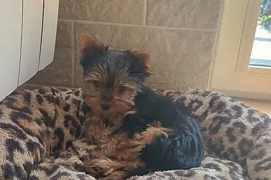 Yorkshire terrier piesek, Kujawsko-pomorskie, Radziejów