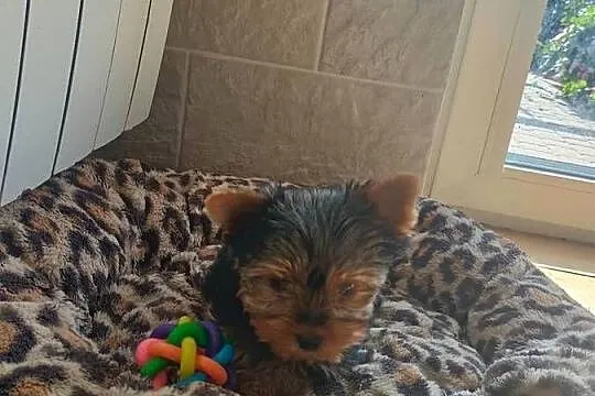 Yorkshire terrier piesek, Kujawsko-pomorskie, Radziejów