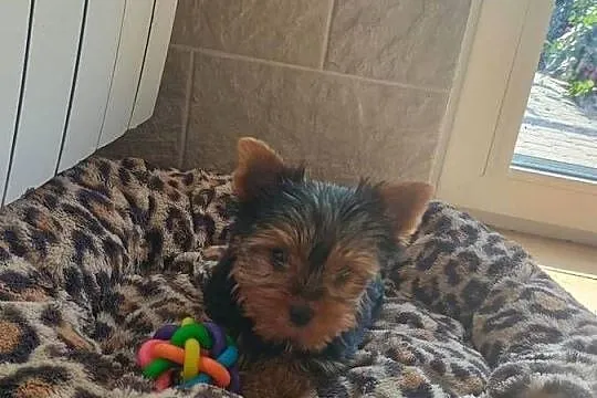 Yorkshire terrier piesek, Kujawsko-pomorskie, Radziejów