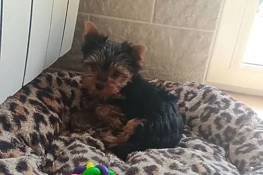 Yorkshire terrier piesek, Kujawsko-pomorskie, Radziejów