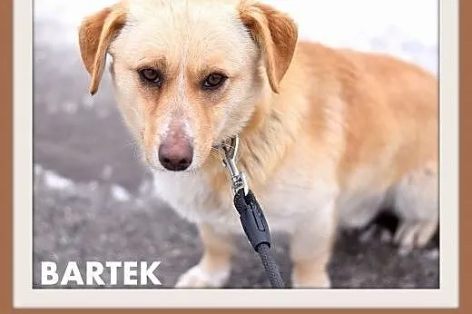 BARTUŚ-mały,10kg,łagodny,tulaśny,wesoły piesek.ADOPCJA,  małopolskie Kraków