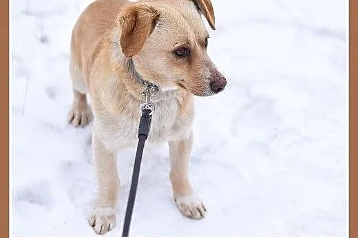BARTUŚ-mały,10kg,łagodny,tulaśny,wesoły piesek.ADO