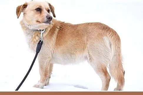 BARTUŚ-mały,10kg,łagodny,tulaśny,wesoły piesek.ADO
