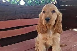 Sprzedam Cocker spaniel angielski