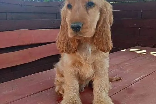 Sprzedam Cocker spaniel angielski, Kujawsko-pomorskie, Bytoń