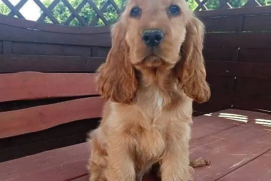 Sprzedam Cocker spaniel angielski, Kujawsko-pomorskie, Bytoń
