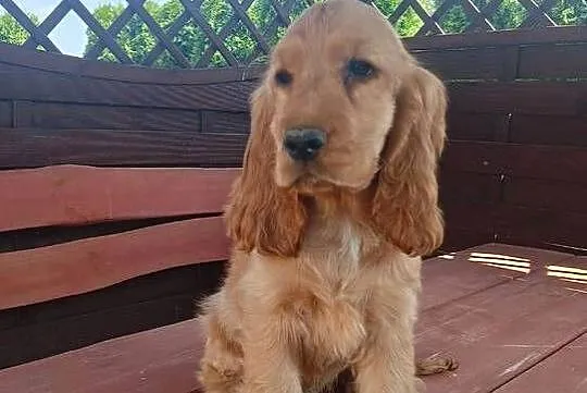 Sprzedam Cocker spaniel angielski, Kujawsko-pomorskie, Bytoń